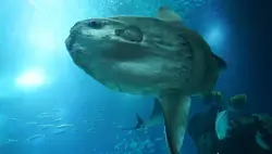 サンフィッシュシティ